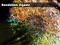 Spil Dandelion Jigsaw online