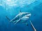 Hunting underwater spearfishing