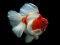 Gold Fish Jigsaw Puzzle — free online game