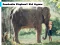 Cambodia Elephant Kid Jigsaw — free online game
