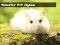 Hamster Pet Jigsaw — free online game