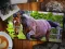 Jigsaw Puzzle Horses Edition — free online game