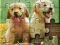 Jigsaw Puzzle — free online game