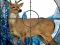 Sniper Stag Hunter — free online game