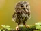 Animal Hidden Stars — free online game