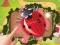 Bugs Bang — free online game