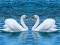 Swans Slide — free online game