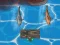 Titanic Shark Attacks — free online game