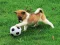 Playful Puppy Outdoor Puzzle — free online game