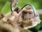 Chimpanzee Jigsaw — free online game