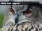 Wild owl Jigsaw — free online game