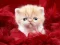 Funny Kitty — free online game