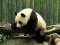 Gioco Pandas Puzzle in linea