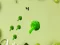 Brocoli — free online game