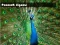 Peacock Jigsaw — free online game