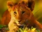 Wild Baby Animals Jigsaw — free online game