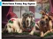 Christmas Funny Dog Jigsaw — free online game