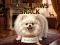 Royal Paws Snack — ücretsiz çevrimiçi oyun
