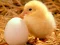 Lovable Little Creatures Puzzle — free online game