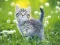 Kittens Jigsaw Puzzle Collection — darmowa gra online