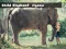 Child Elephant Jigsaw — free online game