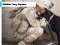 Soldier Dog Jigsaw — free online game