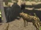 African Cheetah Hunting Simulator — free online game