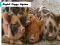 Piglet Piggy Jigsaw — free online game