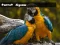 Parrot Jigsaw — безкоштовна онлайн гра