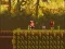The Lost Forest — free online game