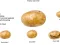 Potato — free online game