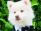 Funny Baby Animals — free online game