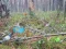 Gêm Bernati Forest Adventure ar-lein