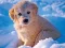 Winter Pets Puzzle — free online game
