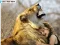 Lion And Girl Jigsaw — free online game