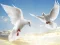 Flying Birds Slide — free online game