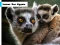 Spil Lemur Zoo Jigsaw online