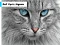 Cat Eye's Jigsaw — free online game