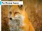 Fox Closeup Jigsaw — free online game