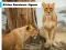 Africa Carnivore Jigsaw — free online game