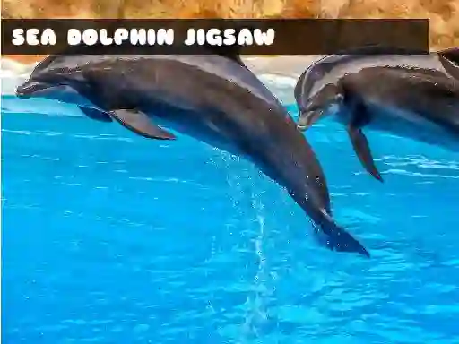 Sea Dolphin Jigsaw — free online game