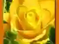 Yellow Roses Yellow Roses