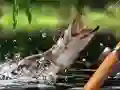 Morning catch