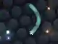 Slither.io 