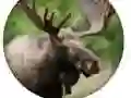 Animal Quiz Animal Quiz