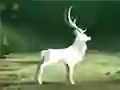 Purify the Last Forest