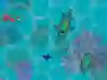 Sharkz.io