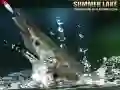 Summer Lake