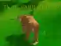 Tiger Simulator 3D