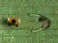 Maze Of Infection